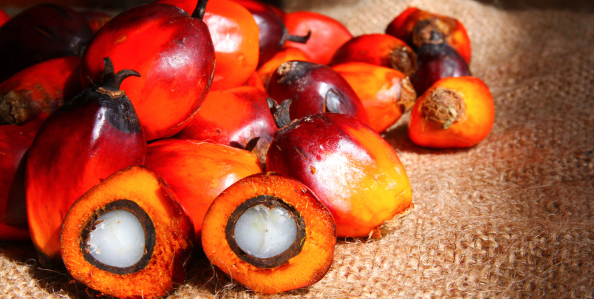 Sustainable Oleochemicals for Diverse Industrial Applications